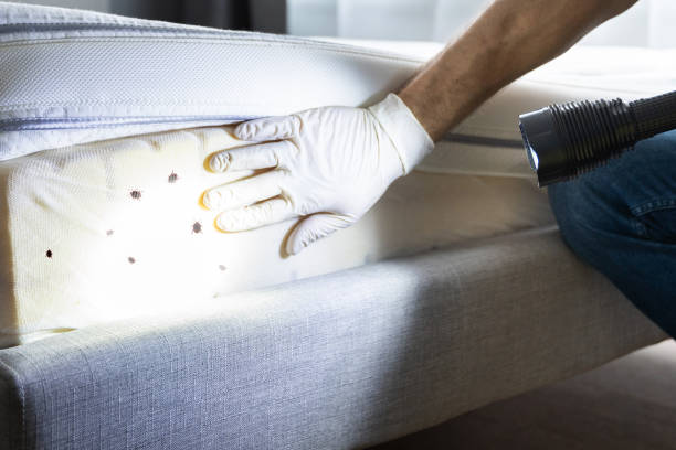 Best Pest Removal Services  in Beaufort, NC